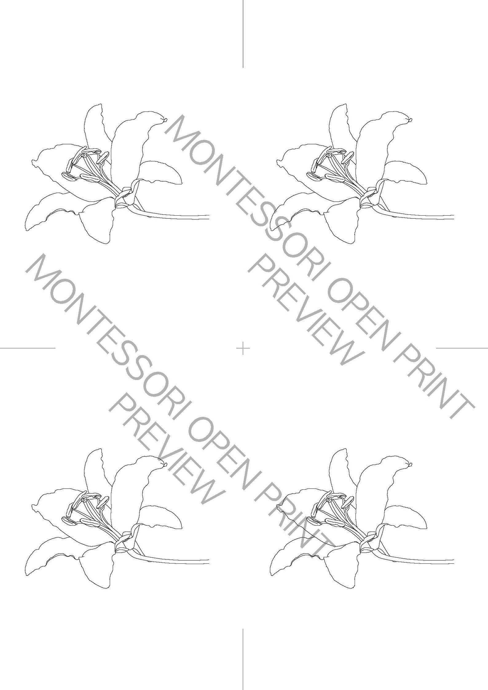 Montessori 3 Part Cards and Definitions Parts of the Monocot Flower - Etsy