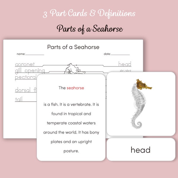 Montessori 3 Part Cards and Definitions - Parts of a Seahorse