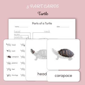 Montessori 3 Part Cards- Parts of a Turtle - Etsy Australia