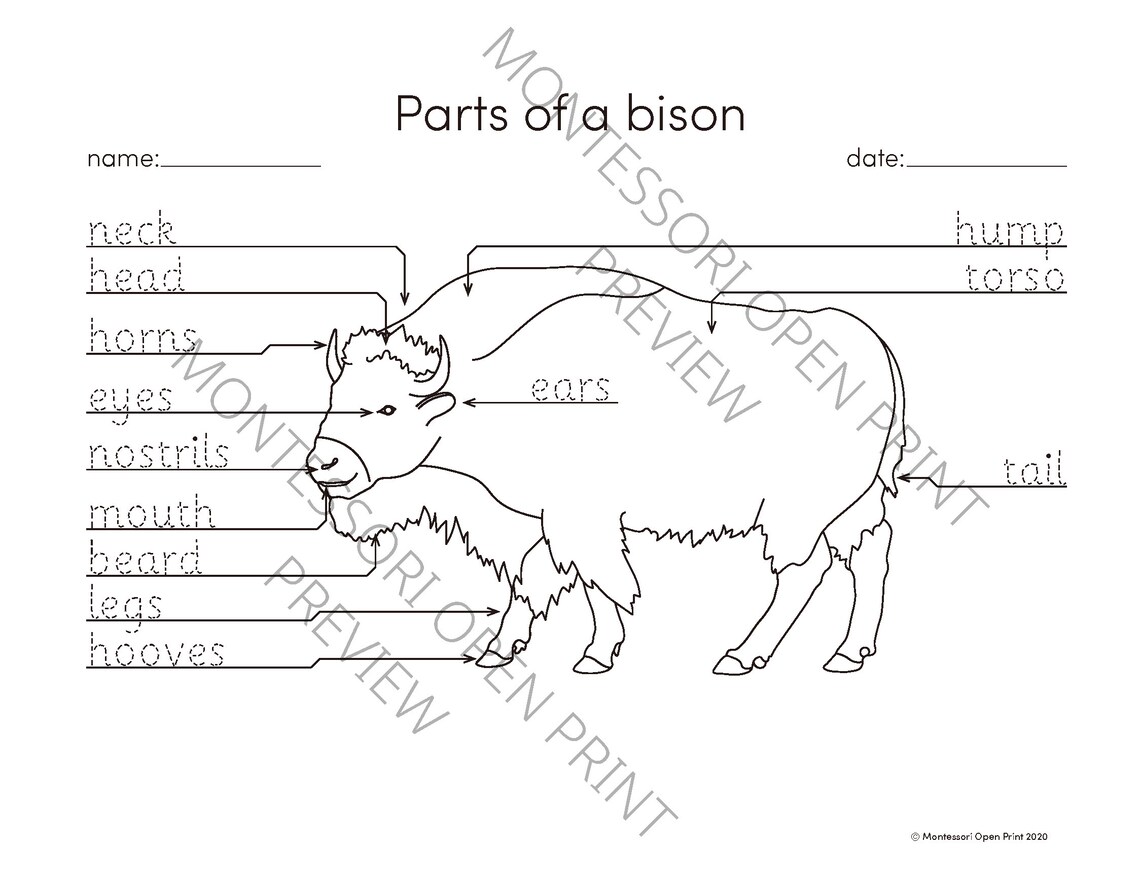 Montessori 3 Part Cards Parts of a Bison - Etsy