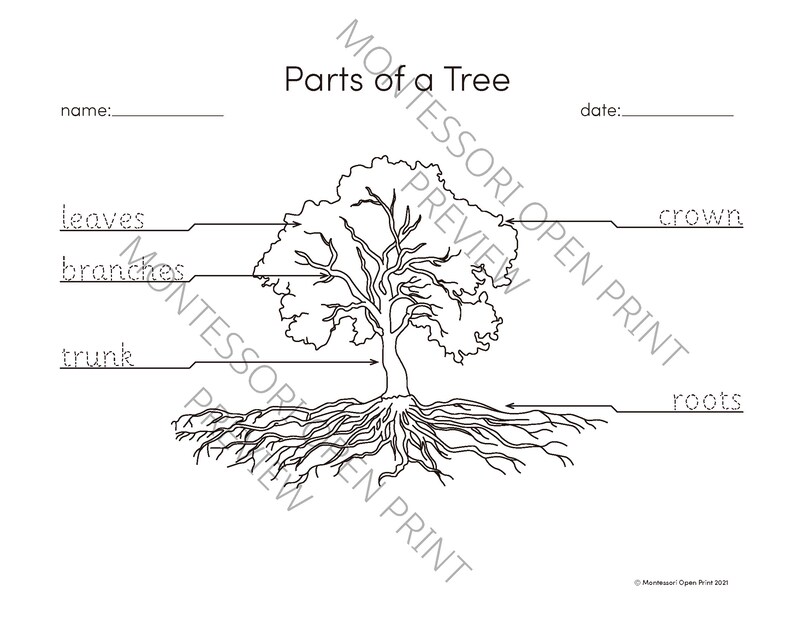 Montessori 3 Part Cards Parts of a Tree Etsy