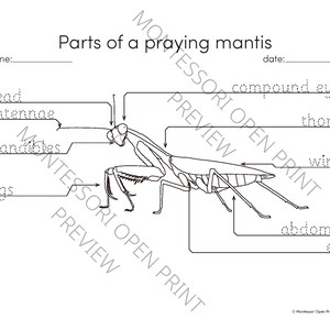 Montessori 3 Part Cards- Parts of a Praying Mantis - Etsy