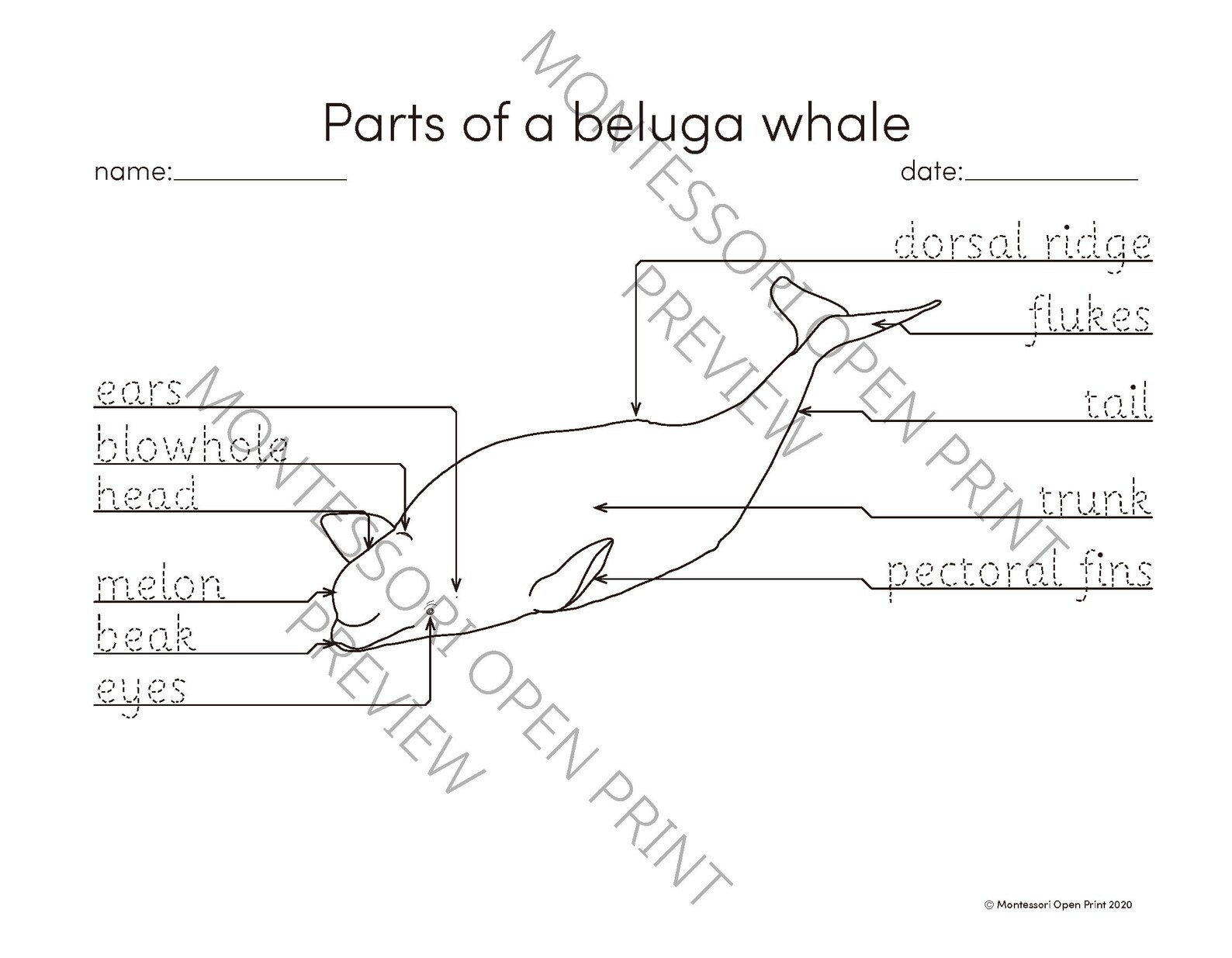 Montessori 3 Part Cards Parts of a Beluga Whale - Etsy