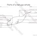 Montessori 3 Part Cards Parts of a Beluga Whale - Etsy