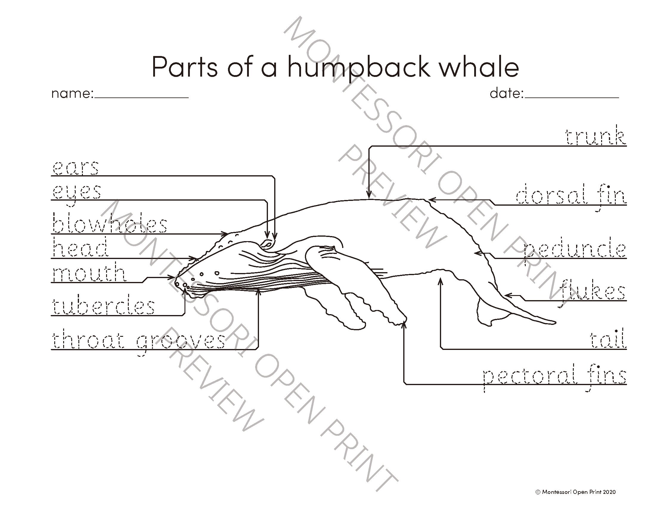 Montessori 3 Part Cards Parts of a Humpback Whale - Etsy