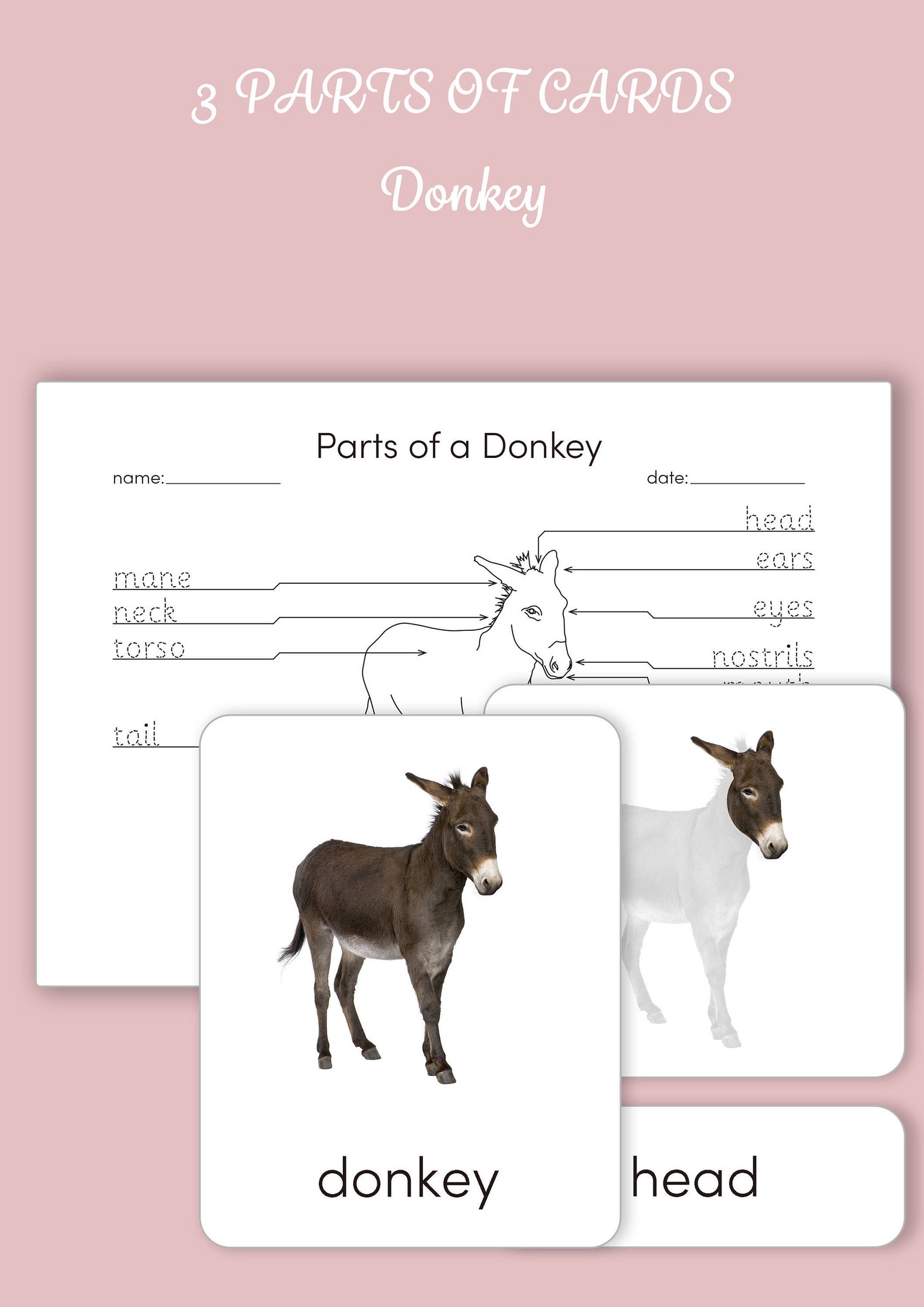 Montessori 3 Part Cards Parts of a Donkey - Etsy