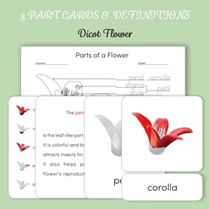 Montessori 3 Part Cards and Definitions Parts of the Dicot Flower - Etsy