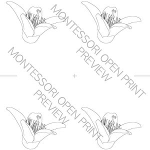 Montessori 3 Part Cards and Definitions Parts of the Dicot Flower - Etsy