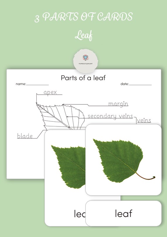 Montessori 3 Part Cards Parts Of A Leaf Etsy Montessori 3 Part Cards Parts Of A Leaf Etsy