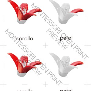 Montessori 3 Part Cards and Definitions Parts of the Dicot Flower - Etsy