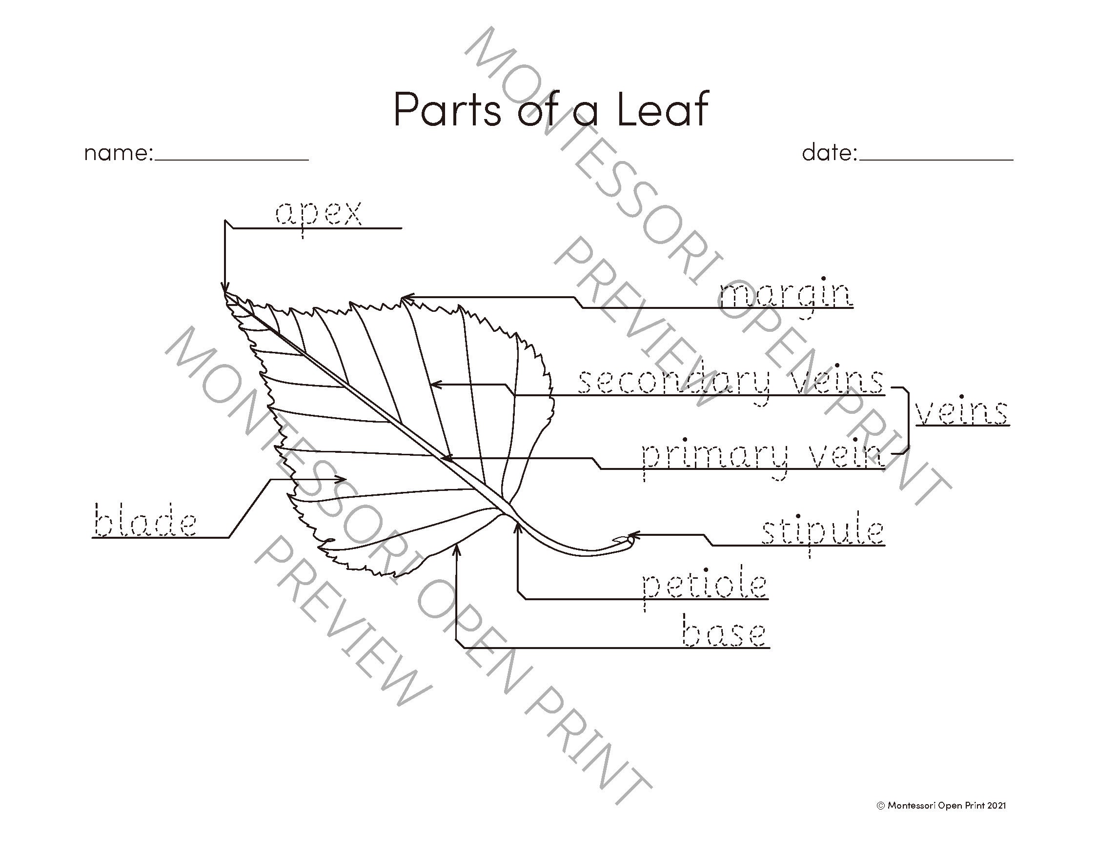 Montessori 3 Part Cards Parts of a Leaf Etsy