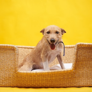 Handwoven Bolga Dog Bed Basket: Eco-Friendly Elephant Grass Pet Bed