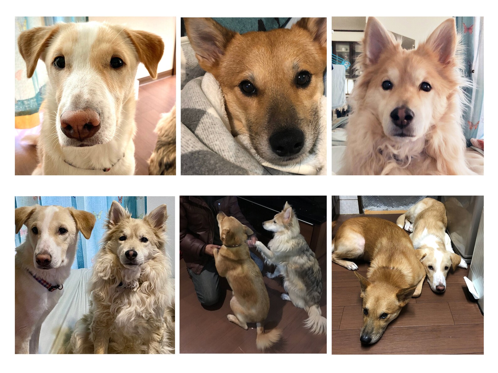 Pet Replica by Photo. Cute Little Dog Toy. Pet for Blythe. Etsy