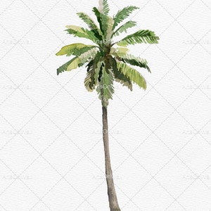 May include: A watercolor painting of a palm tree with green leaves and a brown trunk against a white background.