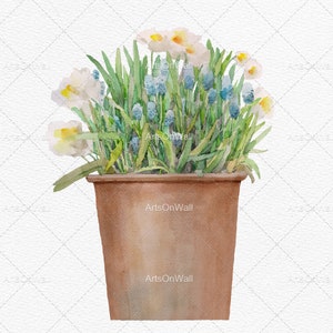 Puede incluir: Una maceta de terracota llena de una pintura de acuarela de narcisos blancos y amarillos y jacintos de uva azules.