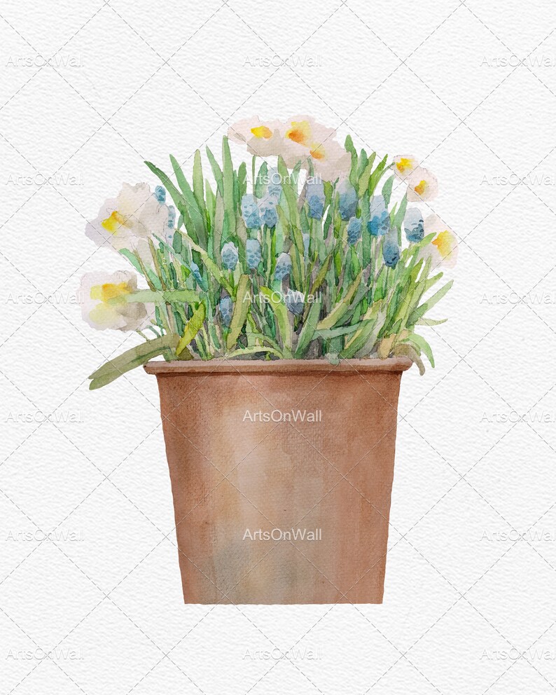Puede incluir: Una maceta de terracota llena de una pintura de acuarela de narcisos blancos y amarillos y jacintos de uva azules.