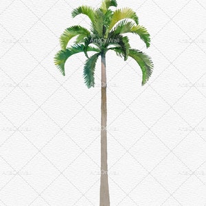 May include: A watercolor painting of a green palm tree with a brown trunk against a white background.