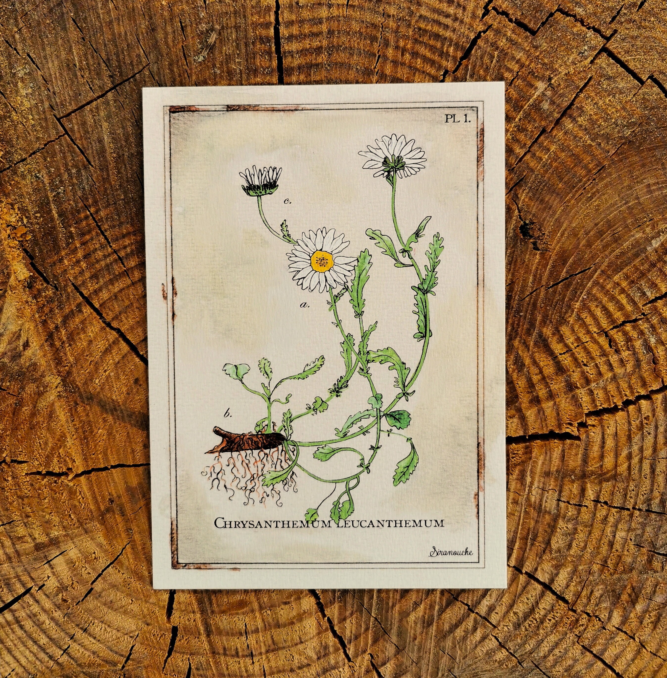 Carte De Voeux Marguerite Faite Main Style Planche Botanique Etsy