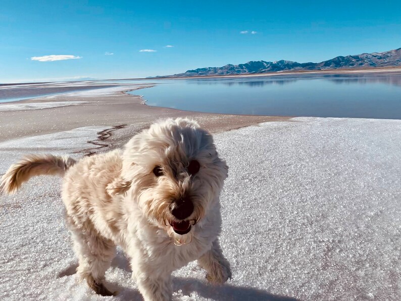 Może przedstawiać: Szczęśliwy, jasno umaszczony pies z puszystym futrem biegnie w kierunku widza po zaśnieżonej, oblodzonej powierzchni. Tło przedstawia spokojne jezioro, g&oacute;ry i czyste, błękitne niebo, tworząc malowniczą scenerię.
