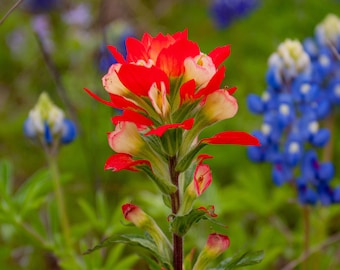 May include: A close-up of a red and yellow Indian paintbrush flower with green leaves and a blurred background of blue flowers.