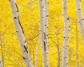Colorado Aspen Forest