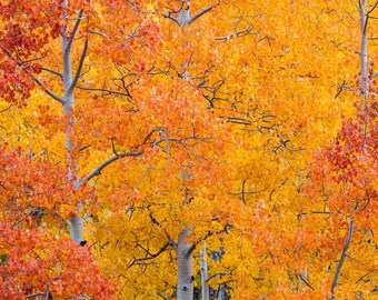 Beauty of Aspen in the Fall
