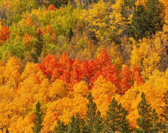 All the Colors of a Colorado Fall