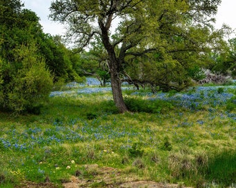 Spring In The Hill Country