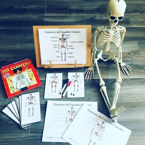 Op de afbeelding: Een educatieve set voor het leren over het menselijk skelet. De set bevat een skeletmodel, een poster met benoemde botten en flashcards met skeletdiagrammen. De poster is getiteld "Anatomia del Esqueleto Humano" en de flashcards zijn gelabeld "fémur" en "fé".