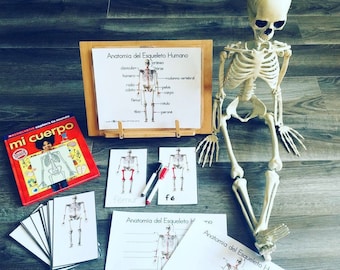 Human Skeleton Anatomy in Spanish