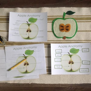 May include: Four printable worksheets with the title "Apple Anatomy" showing a cross-section of an apple with labels for the stem, skin, core, flesh, seed, and stamen. One worksheet also includes a leaf.