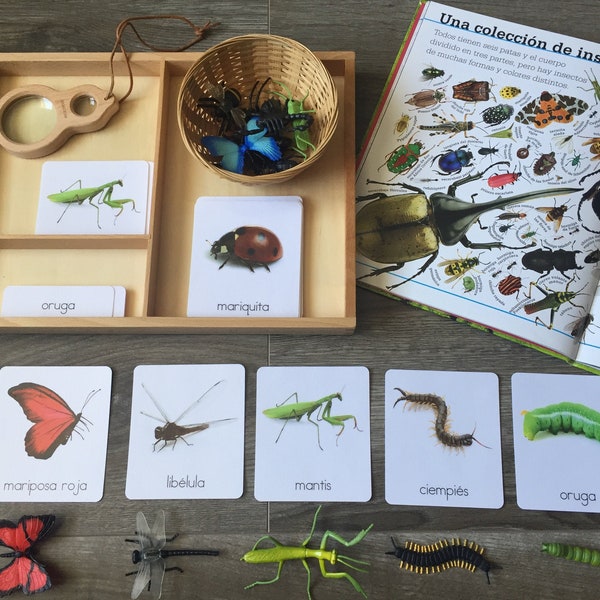 Insect Safari Toob 3-Part Cards Spanish