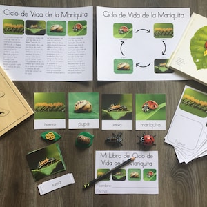 Ciclo de Vida de la Mariquita (spagnolo)