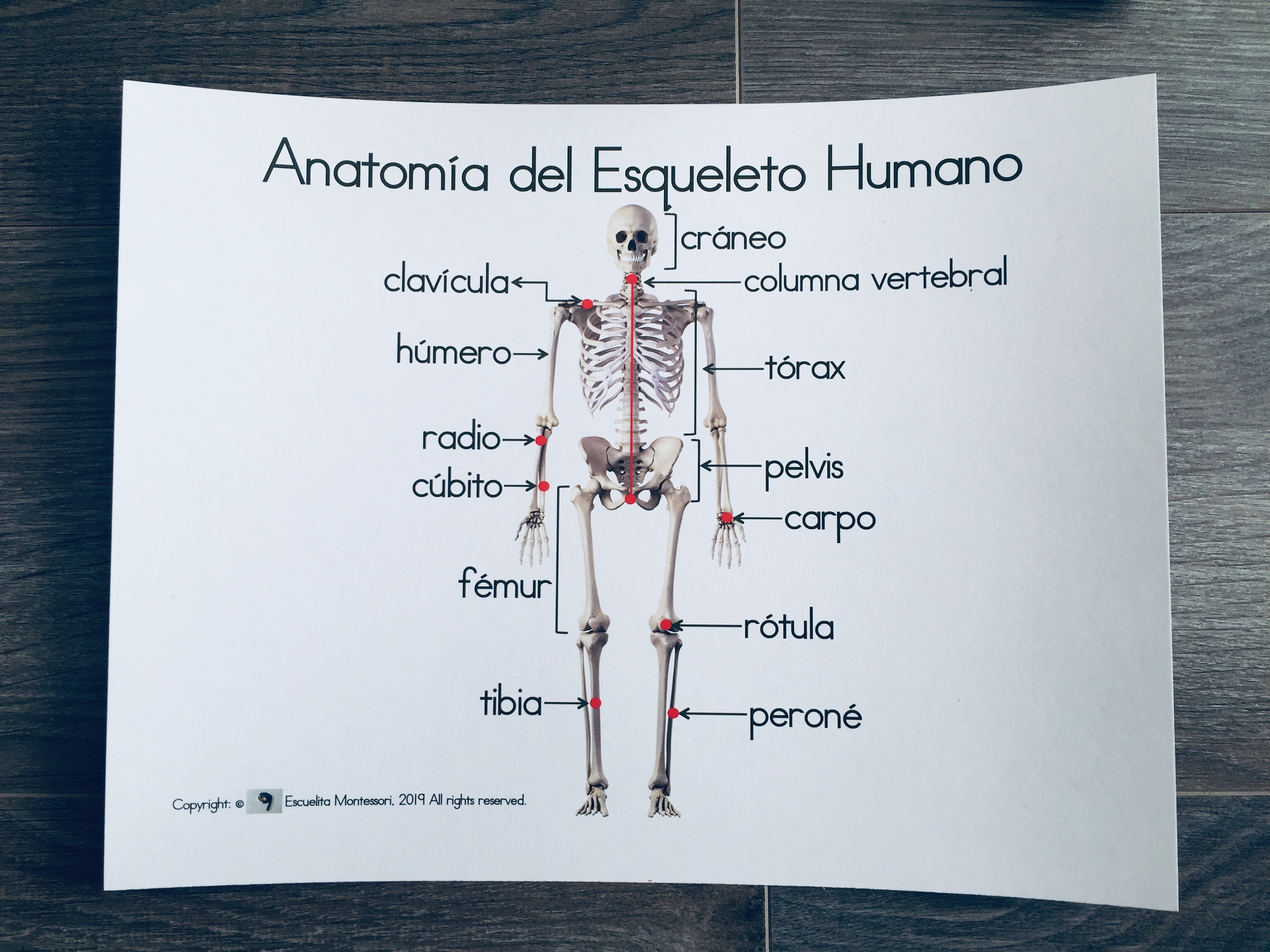 Esqueleto Humano Con Sus Nombres En Ingles Aprenda Anatomía Del