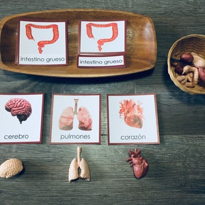 Human Organs 3-Part Cards Spanish