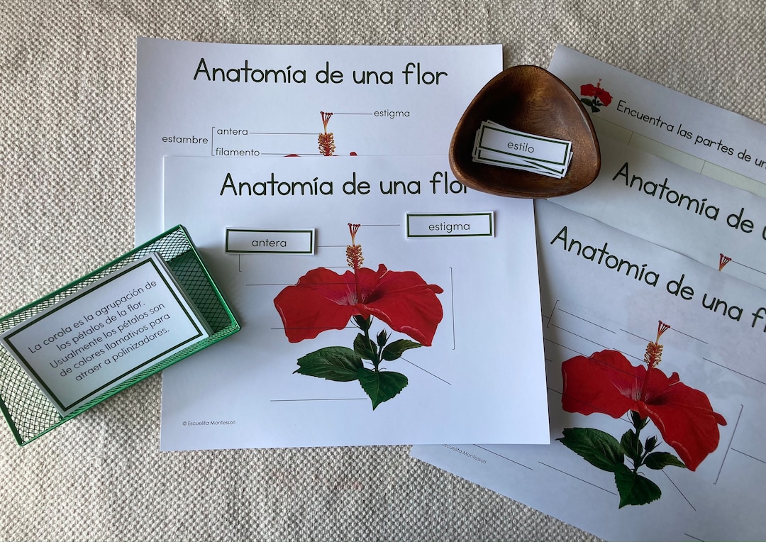 Anatomy of a Flower in Spanish print Etsy