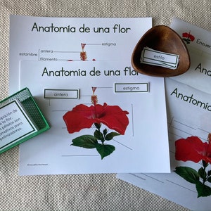 Anatomia kwiatu po hiszpańsku (wersja drukowana)