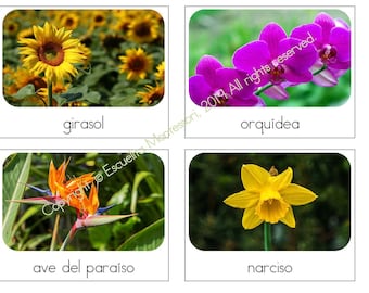 Flowers/Flores Safari Toob Cards in English & Spanish