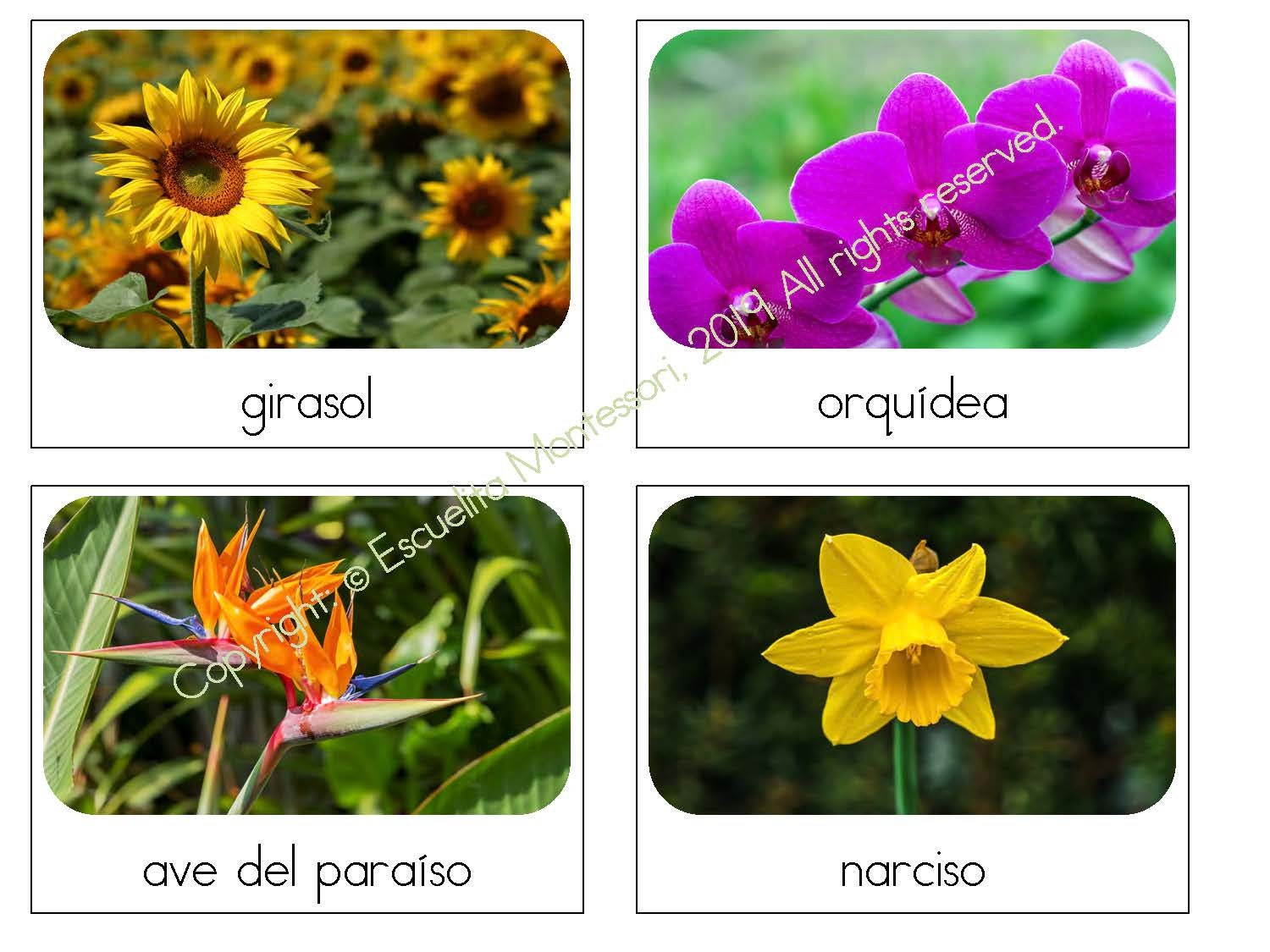Flowers/flores Safari Toob Cards in English & Spanish - Etsy