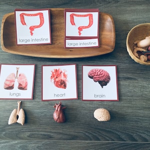 Tarjetas de 3 partes de órganos humanos en inglés