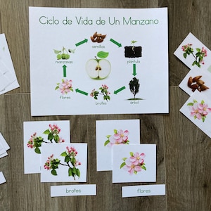 Pack Ciclo de Vida del Manzano en Español