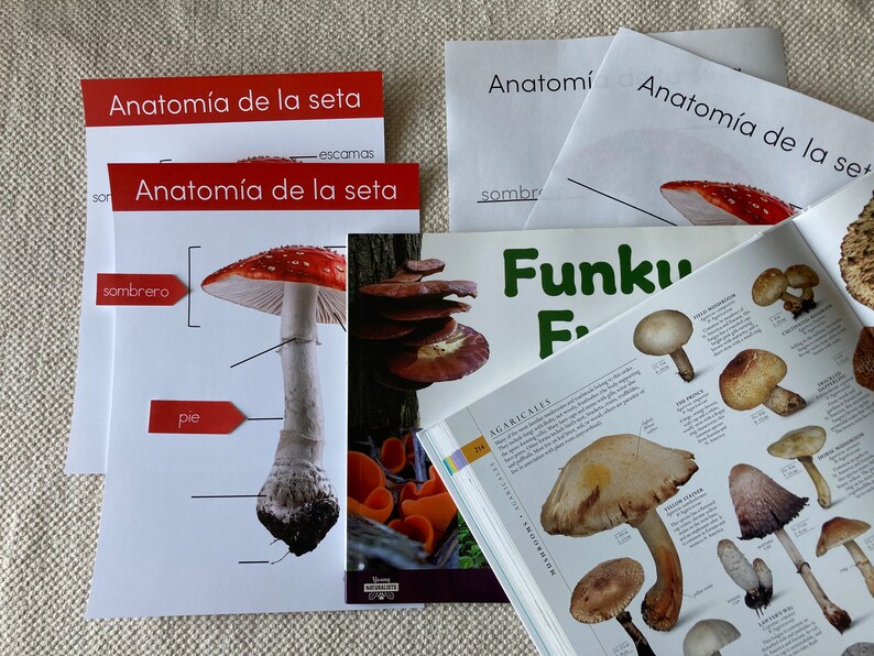 Anatomy of a Mushroom in Spanish print Etsy