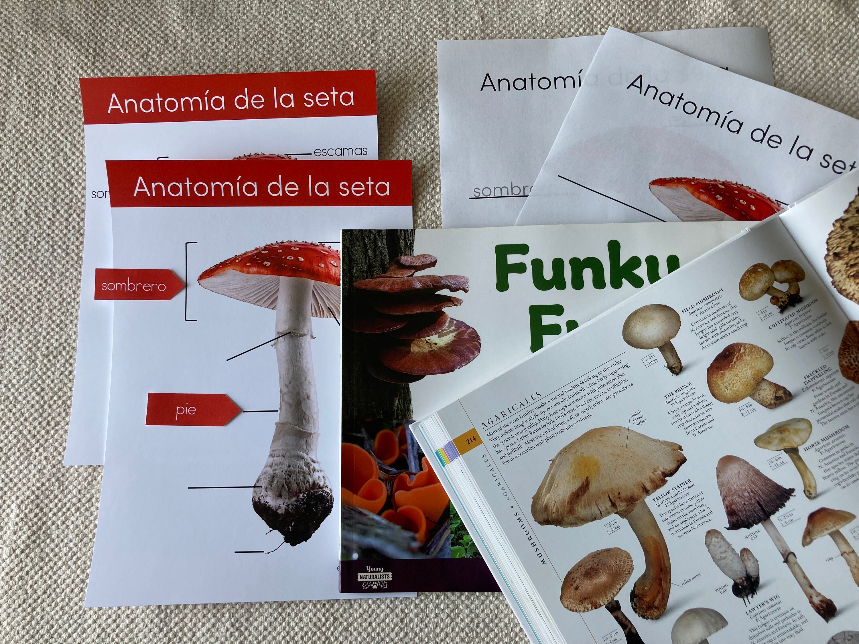 Anatomy of a Mushroom in Spanish print Etsy