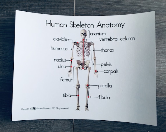 Esqueleto Humano Con Sus Nombres En Ingles Aprenda Anatomía Del