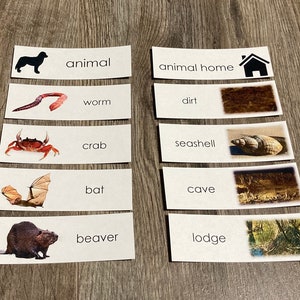 Animals and Their Homes in English (The Noun)