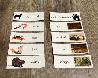 Animals and Their Homes in English (The Noun)