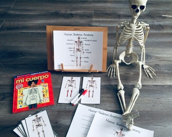 Anatomia do Esqueleto Humano em inglês