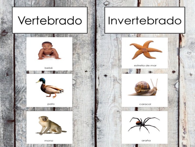 Pode incluir: Um gr&aacute;fico com as palavras "Vertebrado" e "Invertebrado" no topo. O gr&aacute;fico mostra imagens de um beb&ecirc;, um pato, um macaco, uma estrela do mar, um caracol e uma aranha.