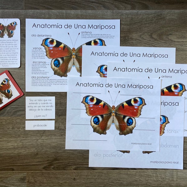 Anatomía de la Mariposa Spanish