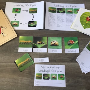 Ciclo di vita della coccinella in inglese